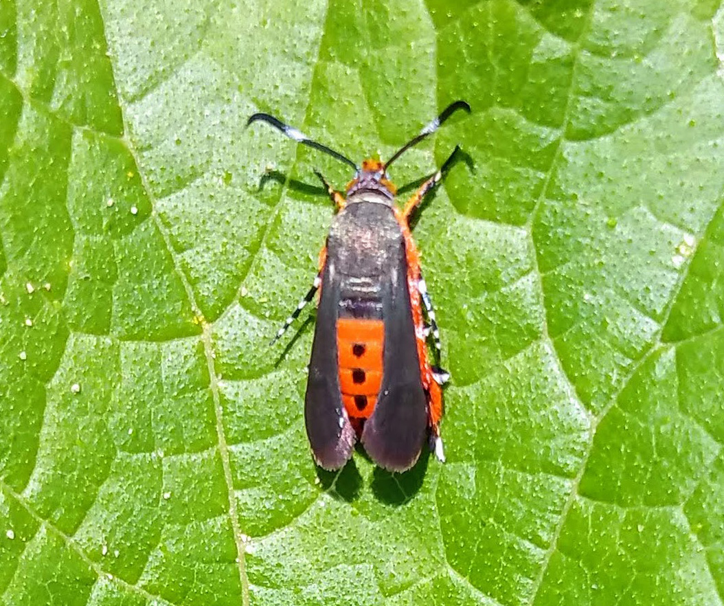 Squash vine borer